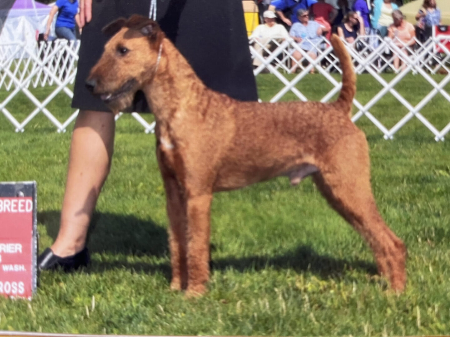 Daddy to Roisins 1st and current litter (Coming around February 1, 20025). Red, Legacy's Sunstorm