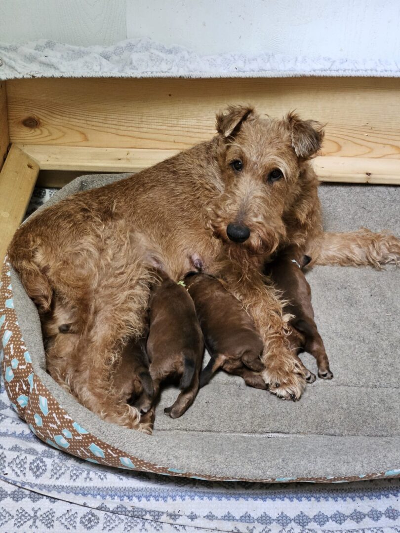 Roisin and her first litter